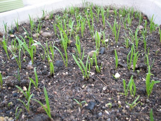 2012的春天——播种