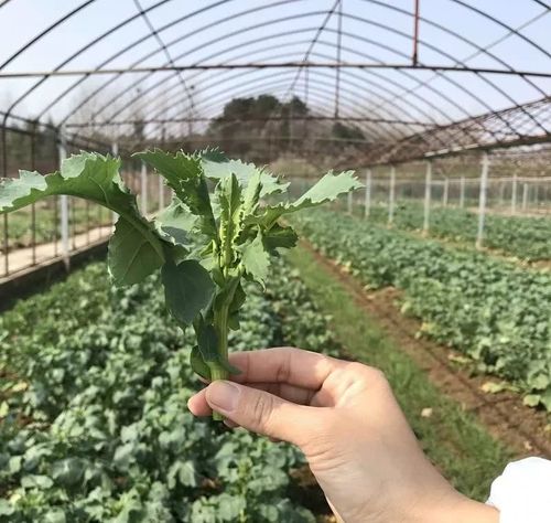 顾名思义,油菜薹就是油菜的嫩茎叶