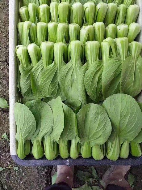 绿强青梗菜种子 耐热抗病青梗菜品种