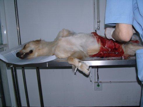 今天给金金做绝育手术