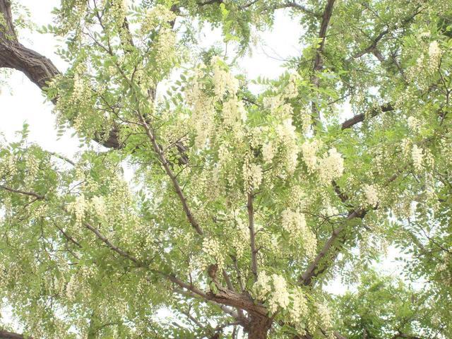 据百度百科介绍,杨槐树花在我们当地就是这个叫法,当然还有黑槐树等