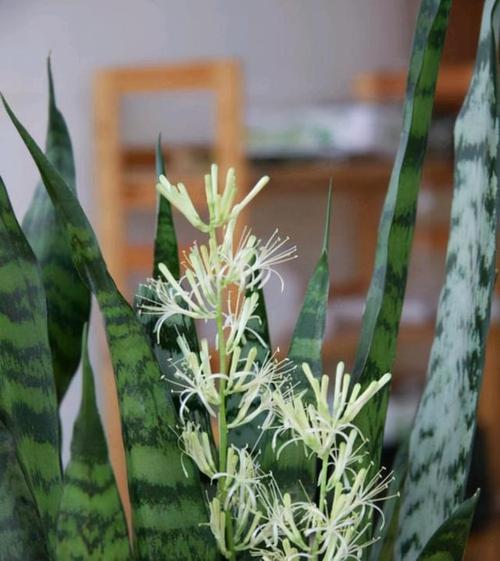 没见过虎皮兰开花养护时记住2多1少3个月疯长窜1米