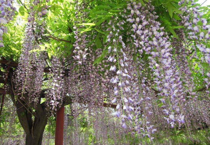 紫藤