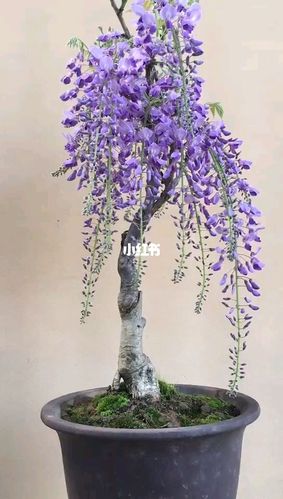 日本丰花紫藤～紫罗兰盆景_日本_盆景_庭院_家居家装