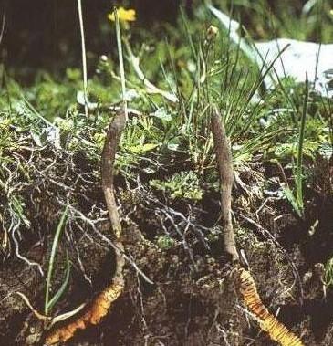  p>冬虫夏草是我国的一种名贵中药材,与人参,鹿茸一起列为中国三大