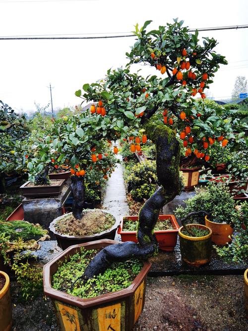 金弹子一百张图片……(请看完)