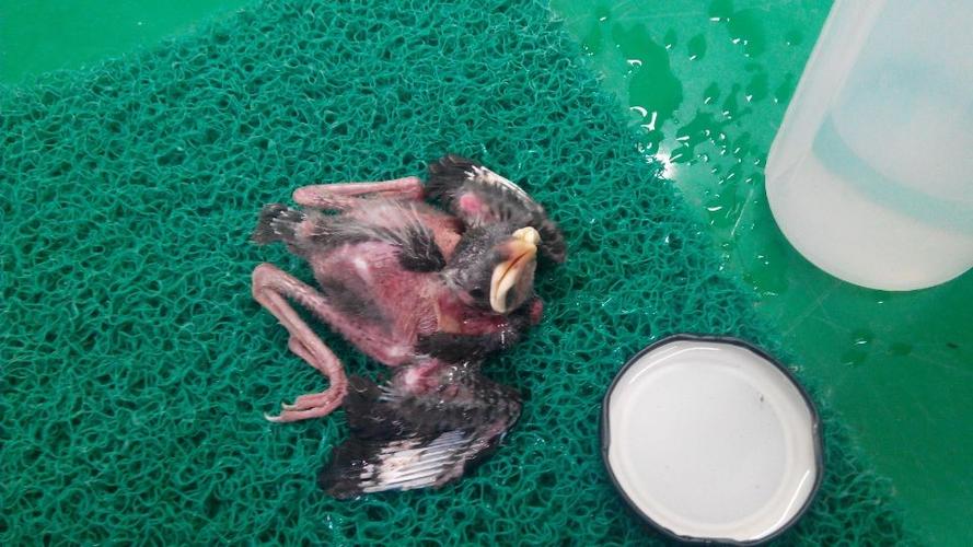 捡到一只幼鸟,头两边有白毛,是什么鸟啊?喂什么