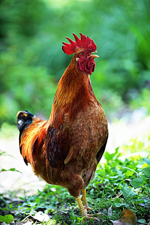 大公鸡