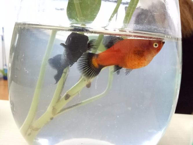 月光鱼生小鱼要多长时间,看我这个是要生了吗?