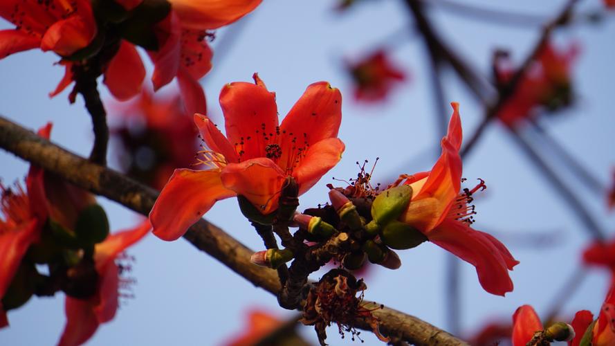 广州市花