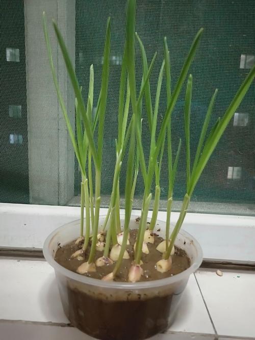 蒜苗的生长过程