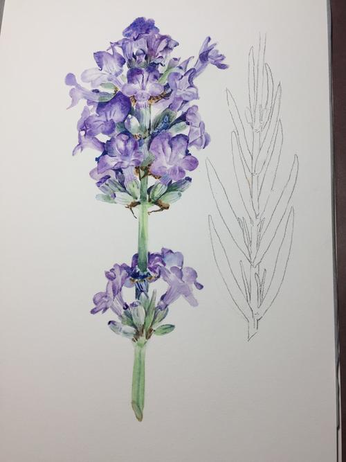 薰衣草