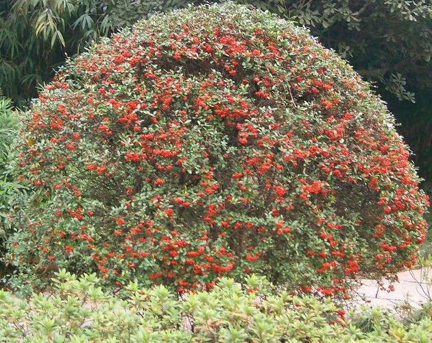 火棘球优价出售 实地看树 万义苗圃 产品质量好 货源充足