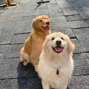 纯种金毛犬幼犬导盲犬巡回猎犬家养大头幼犬双血统金毛宠物狗活体