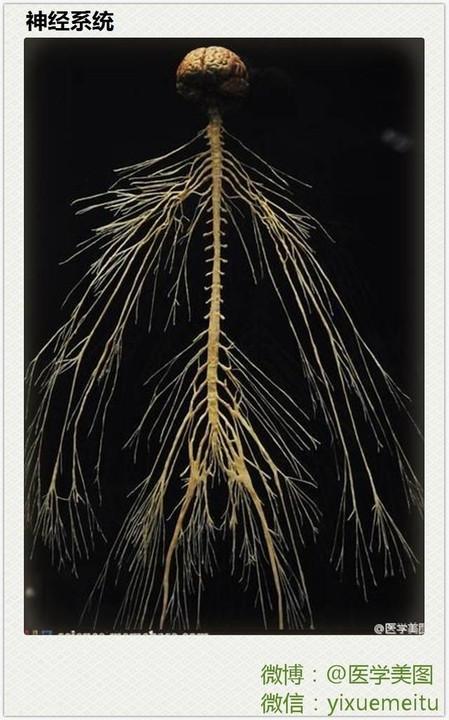 这些神经解剖图,医科书上也不会这么逼真!