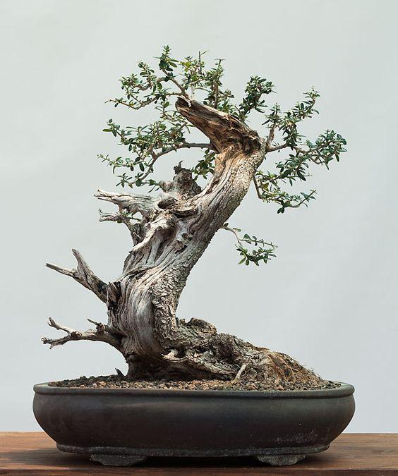 盆景欣赏:老桩,古桩像是在述说着岁月,这样的精品少之