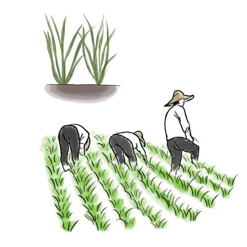 点击将小水稻种子的梦想点亮