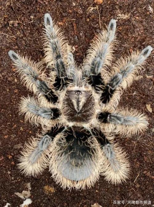 小伙家遍地是蜘蛛,民警惊出鸡皮