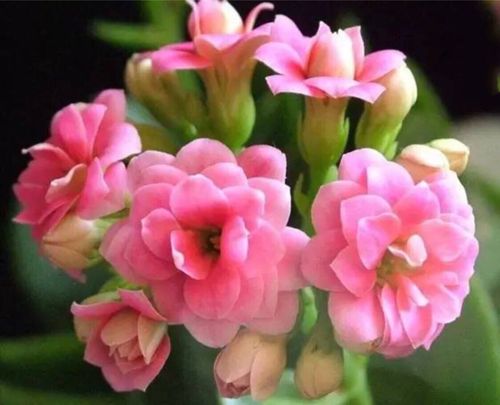 大年初九,送你九朵花,愿你幸福久久好运久久!