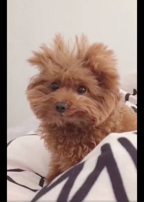 狗狗刚起床毛发很乱,看起来像是个小疯子,好笑又好玩,凌乱美?