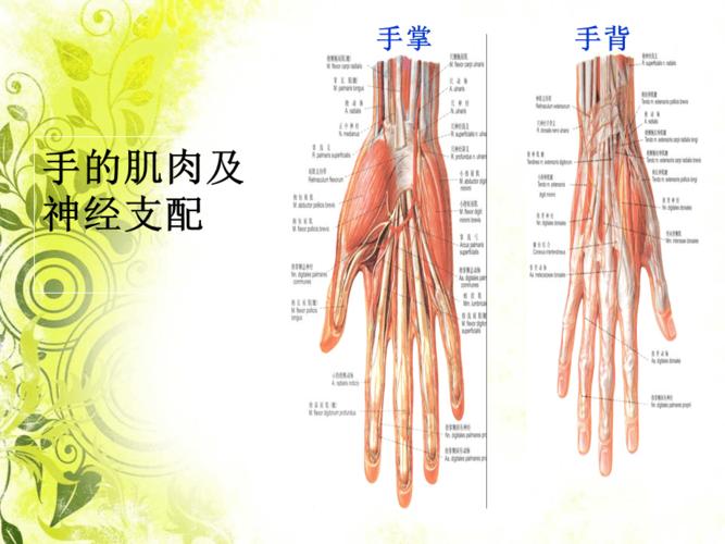 手的肌肉的作用和神经支配