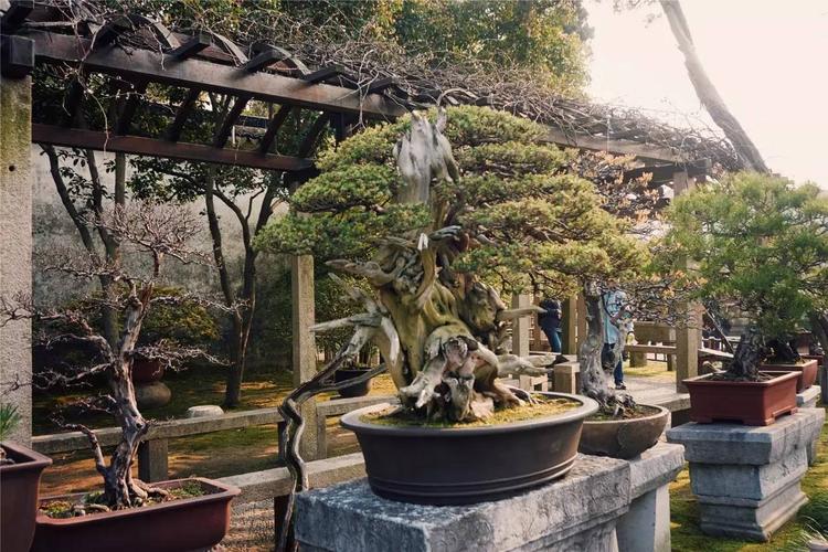 苏派盆景 | 大景入神,小景入画
