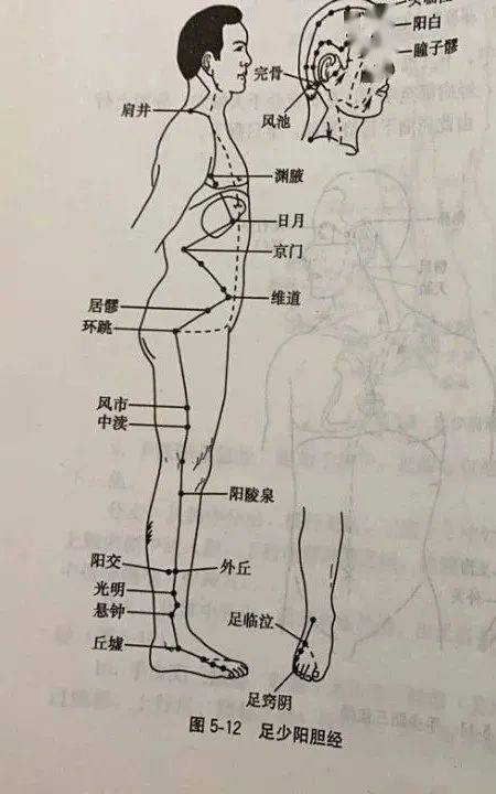 十二经络的循行部位与表里关系(2)