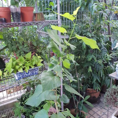 mulberry tree 桑椹