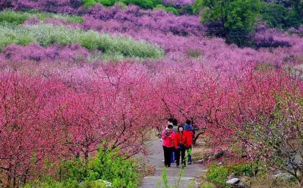 第十五届桂林恭城桃花节