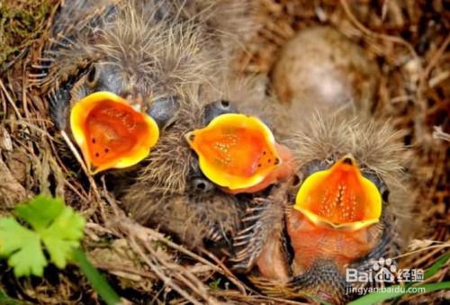 小雏鸟从树上掉下来怎么养活