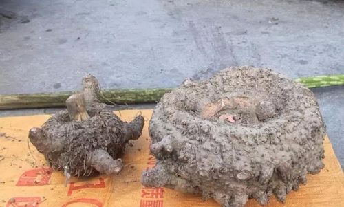 惊奇广东某地出现巨无霸鸡爪芋重约35斤