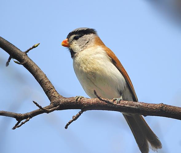 gularis /i>),是 a target="_blank" href="/item/鹟科/2758166" data