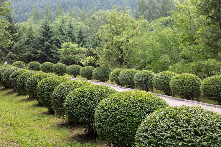 园林苗圃专用水溶肥厂家直销批发冲施肥10-52-10高磷代加工有机肥