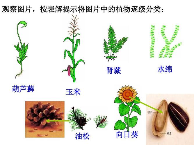 观察图片,按表解提示将图片中的植物逐级分类: 肾蕨 葫芦藓 玉米 水绵