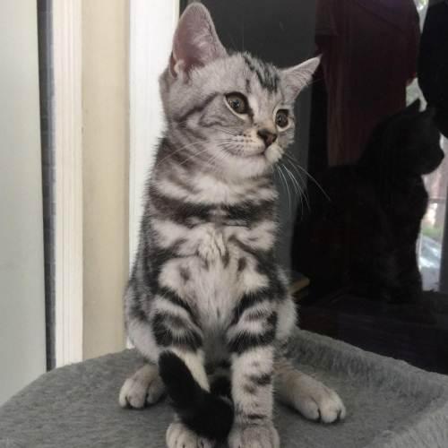 三个月美短标斑母猫