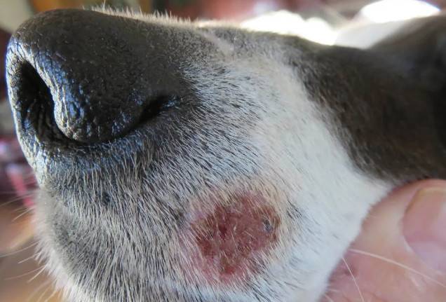 什么是狗的毛囊炎