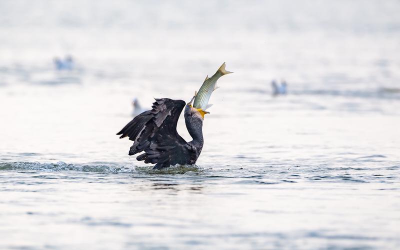 捕鱼能手…鸬鹚