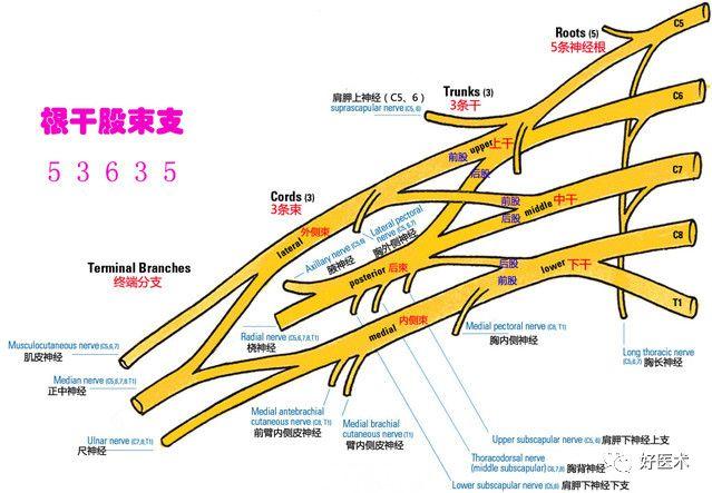 臂丛神经损伤解剖,分布,诊断及治疗详解!
