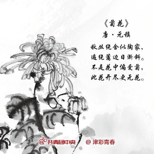 古诗词中有不少贺重阳,咏菊花的诗词佳作:①遥知兄弟登高处,遍插茱萸