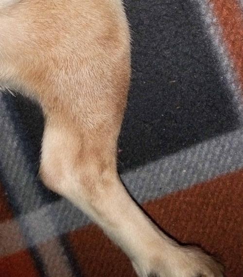 为什么狗腿上的毛会变色,白的变成棕红色,而且洗澡也白不回来?