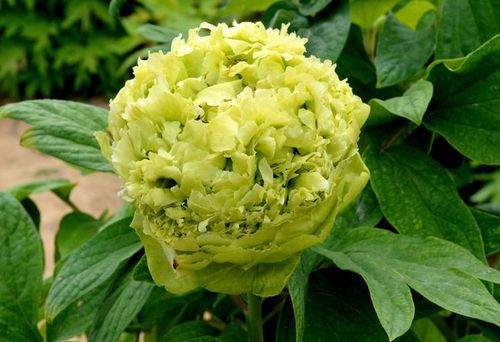 价值不菲的洛阳绿牡丹被游客吐槽像包菜吸引数千万人观赏