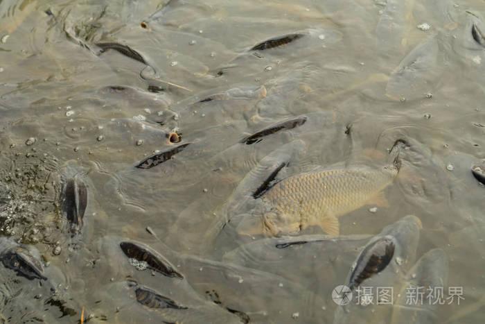 养鱼场用于饲养鲤鱼. 捕获生物量和鱼类人工分类
