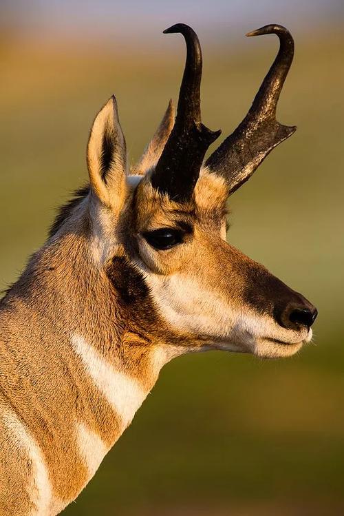 国际生物多样性日特辑100种各具特色的动物