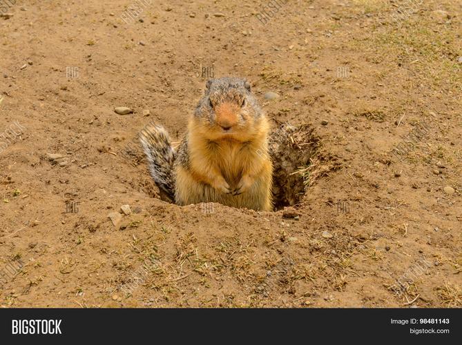 ground squirrel at the lightning lake in manning park, british