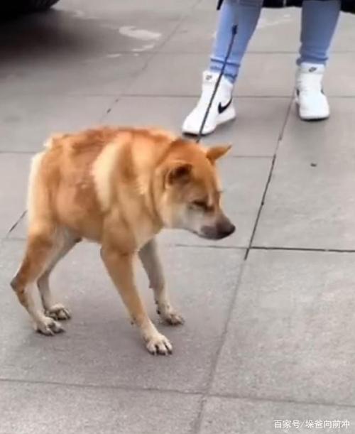 可悲!这种"两厢犬"本是一种非常痛苦疾病,却被用来当宠物狗!