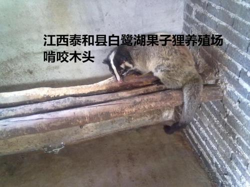 果子狸种苗商品果子狸果子狸养殖