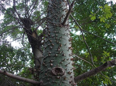 看这满身长刺的树,奇怪吗?