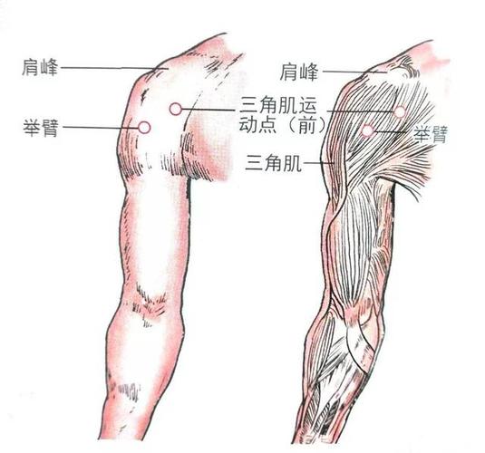 经外奇穴|三角肌运动点(前)