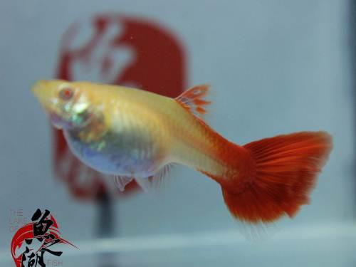 精品全红白子孔雀鱼小型鱼
