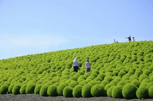 悦芳华花种籽子红地肤种子绿地肤花种